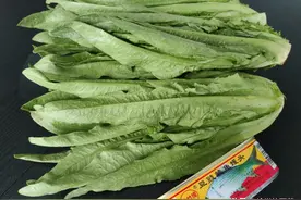 广东人餐桌上经常出现的一道菜—鲮鱼炒麦菜图片