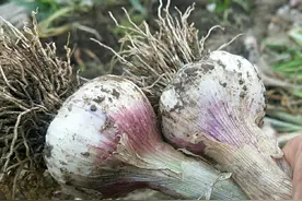要想蒜头长得大，出苔后的管理很重要，尤其施肥是关键图片