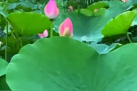 《暮暮复朝朝》图片