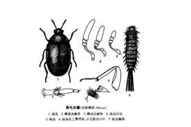 家里总出现这种黑色硬壳小虫子，为什么？图片