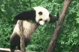 顶级“名媛”自爆家族秘辛，但故事不像她说的那么简单图片