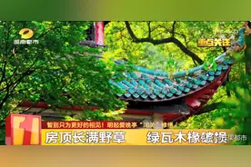期待！爱晚亭18年后“再闭关”！湖大教授主持修缮：这些地方都要变图片