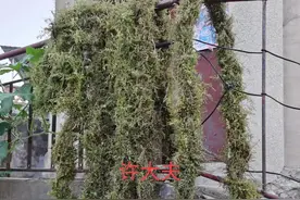 黄蒿火绳(火要子)~许大夫图片