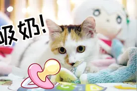 萌宠三分钟：小猫咪太黏妈妈，四个月大还疯狂吸奶，主人哭笑不得视频封面