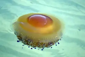 海里的生鸡蛋图片
