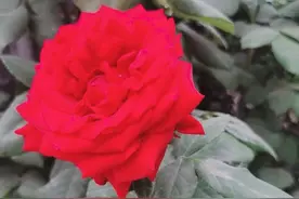 女人为什么要暖养？图片