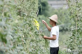 ​【小康圆梦】豆角丰收添富路图片
