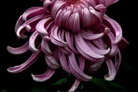 秋菊_长相思（新韵）图片
