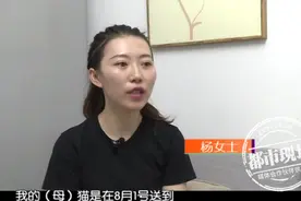 “闪送”弄丢猫愿赔3000元，主人却要1万：它怀孕了图片