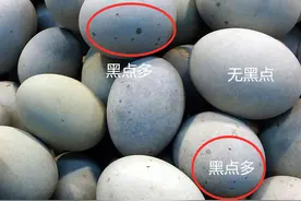 买松花蛋，挑“白壳”还是“绿壳”？差别比较大，别买错了图片