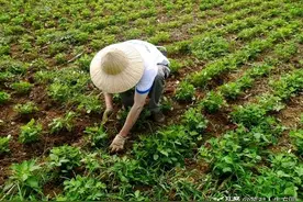 乡情散文：薅草图片
