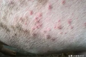 猪身上有红点，是什么原因该怎么解决呢？老兽医多年经验分享图片