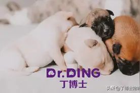 影响犬猫皮毛的营养因素蛋白质、氨基酸、脂肪酸、矿物质、维生素图片