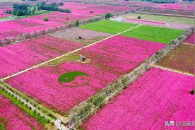 安徽亳州谯城区：万亩芍花盛开，航拍浪漫花海图片