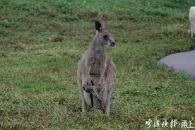 默默收拾、佛系“放养”…动物的这几款“妈妈”，是否让你联想到家里“同款”妈妈？图片