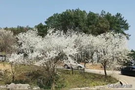 渝北：云龟山中樱花开图片