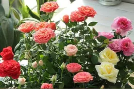 月季花施肥“小技巧”，2种肥料一搭配，蹭蹭冒花苞，四季不间断图片