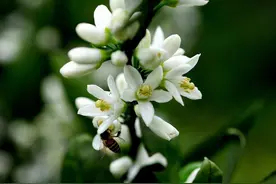 橘子树花期怎么养护你知道吗？花期做好几点，满枝都是果子图片