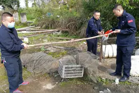 天柱县森林公安警民联手将白面狸放归自然图片