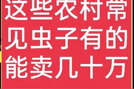 这几种农村常见虫子，都“身价不菲”，最贵的能换一辆小汽车图片