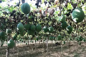 什么瓜浑身都是宝？“瓜皮” 不仅能吃还能做药引！小包装一斤60视频封面