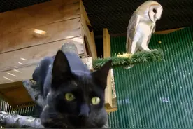 这只猫天天和猫头鹰干架，却打出了一段黑白配神仙友情图片