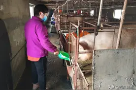东丰县小四平镇小阳村养猪大王孙艳秋闯出百万致富之路图片