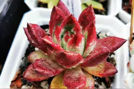 最爱东云系多肉，霸气又皮实，掌握这几点轻松出状态图片
