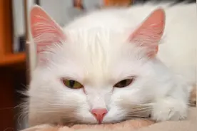 为什么猫咪总是夜间活动？图片