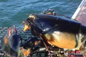 出海意外逮到超大龙虾，正当船员兴奋的时候，船长：丢回海里吧图片