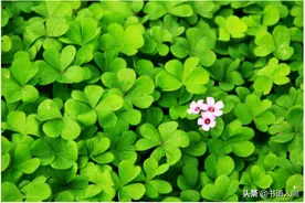 写给爷爷：我想念您，不只在清明，也在每一个清晨与日落图片