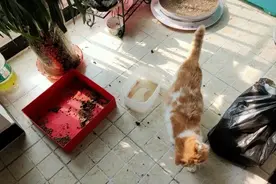 封城后猫咪留守了50天，开门的瞬间我哭了：宝贝你还活着！图片