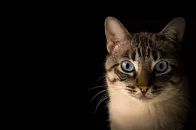 猫腹水的几种可能图片