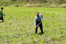 新式“割草机”一出，锄头没人用了，除草翻地贼轻松，家家适用图片