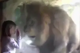 萌娃隔着玻璃亲了狮子一口，未曾想随后狮子的行为像极了“恋爱”图片