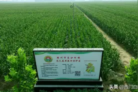 9月1日起，在耕地上栽树是否违法，会罚多少钱？农民朋友赶快了解图片