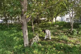 一只兔子死掉了图片
