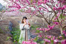 江西南城：桃花灼灼引客来图片