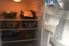 是个狠人！男子自断两根手指藏冰箱，并拒绝重新接合图片