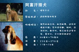 世界名犬卡片式简要介绍系列之一，看看你认识多少个？图片