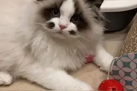 没想到仙女猫也有丑萌丑萌的图片