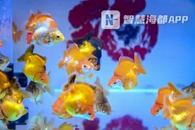 签约超200亿元！超大鱼丸，超萌金鱼…渔博会现场太精彩图片