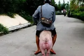 一图看懂鸿蒙系统中的JS开发框架图片