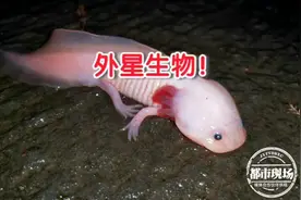 通体雪白粉嫩，古井中发现奇怪生物，网友：难道是外星生物图片