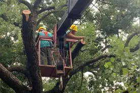 【简讯】新华桥上6棵樟树预计一周左右完成移栽；湖南全域低空开放；农民工被欠薪，可喊这个手机小程序帮忙图片