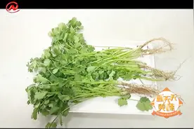 关于香菜你又知多少？医生：吃香菜对人有益，有暖胃功效视频封面