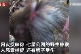 桂林七星公园野生猕猴被指遭恶意捕捉受伤 林业局：野保科正调查图片