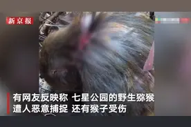 桂林七星公园野生猕猴被指遭恶意捕捉受伤 林业局：野保科正调查图片