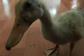 6岁那年的回忆图片