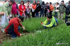 韭菜喜欢什么肥料？这3种肥料随便选，韭菜长得黑亮又粗壮图片